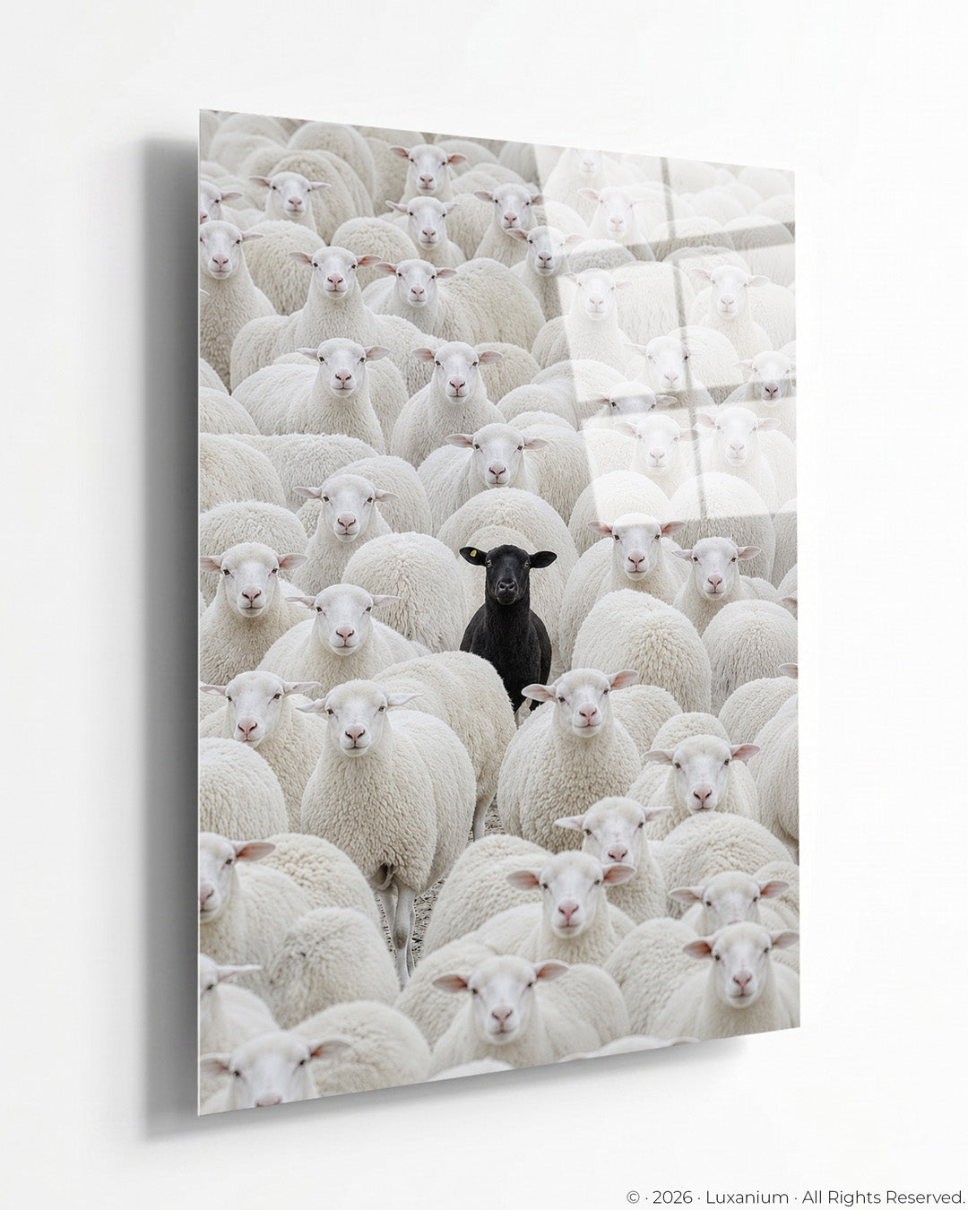 Lone Black Sheep